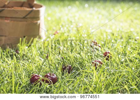 Morello Cherries In Basket On Green Meadow