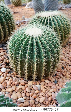 Cactus