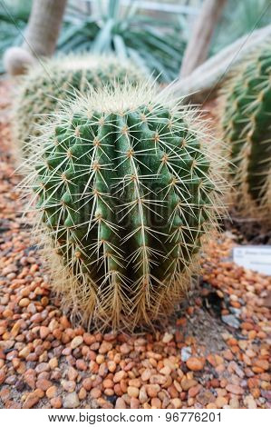 Cactus