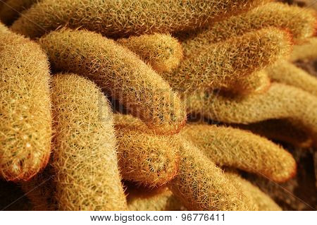 Cactus