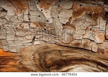 Abstract natural wood texture