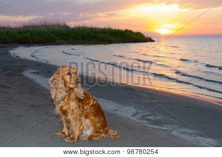 Cocker Spaniel