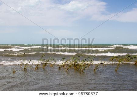 Beach With Reeds
