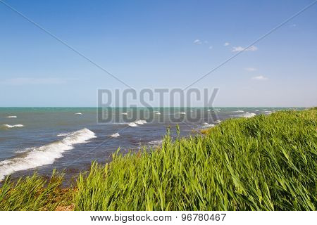 Beach With Reeds