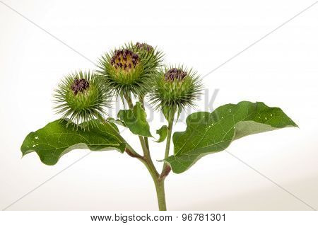 Burdock