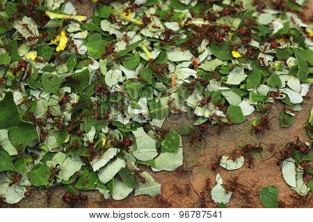 Leafcutter ants (Atta sexdens). Wild life animal. 