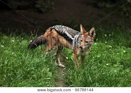 Black-backed jackal (Canis mesomelas). Wildlife animal. 