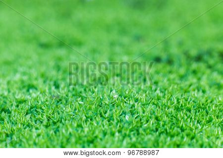 Closed up and selective focus of moss, small flowerless plants