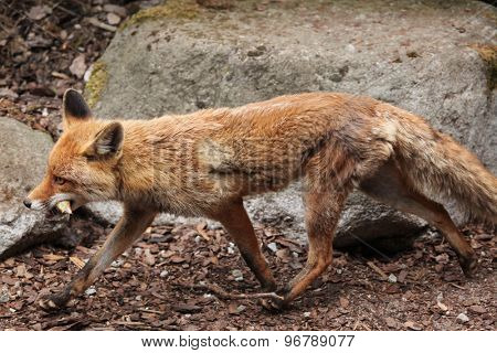 Red fox (Vulpes vulpes). Wild life animal. 
