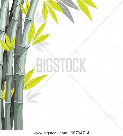 Bamboo Isolated On White