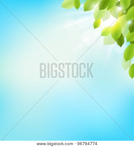 Tree Foliage With Sunlight On Sky. Floral Nature Spring