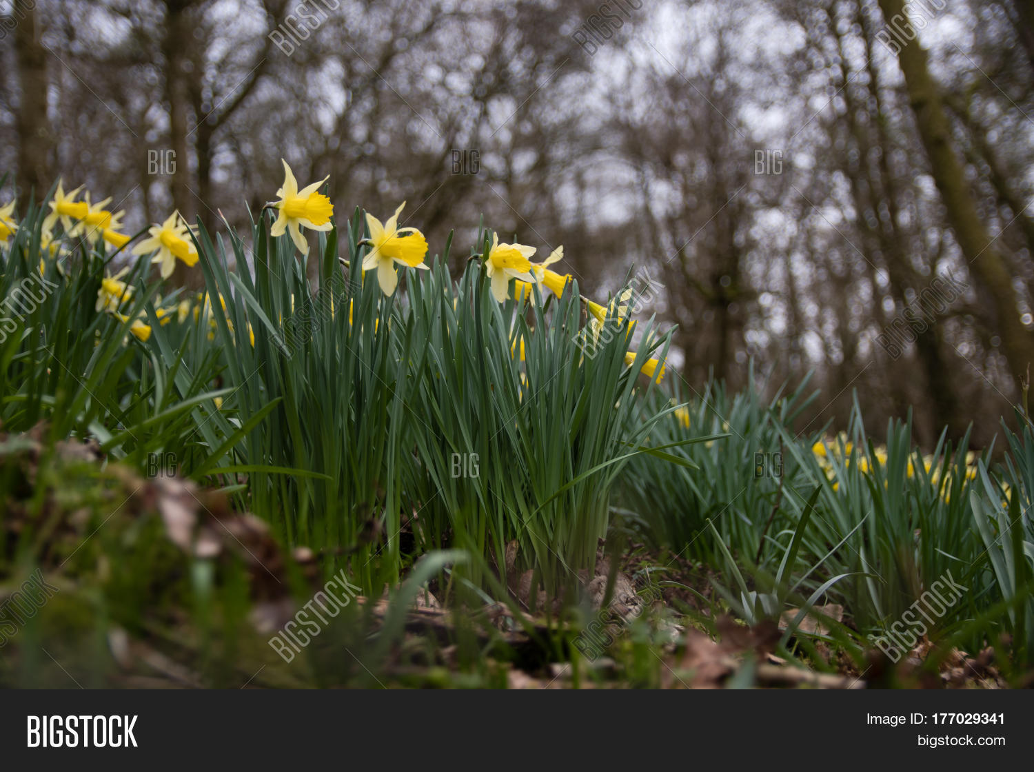 Patch Wild Daffodils ( Image & Photo (Free Trial) Bigstock