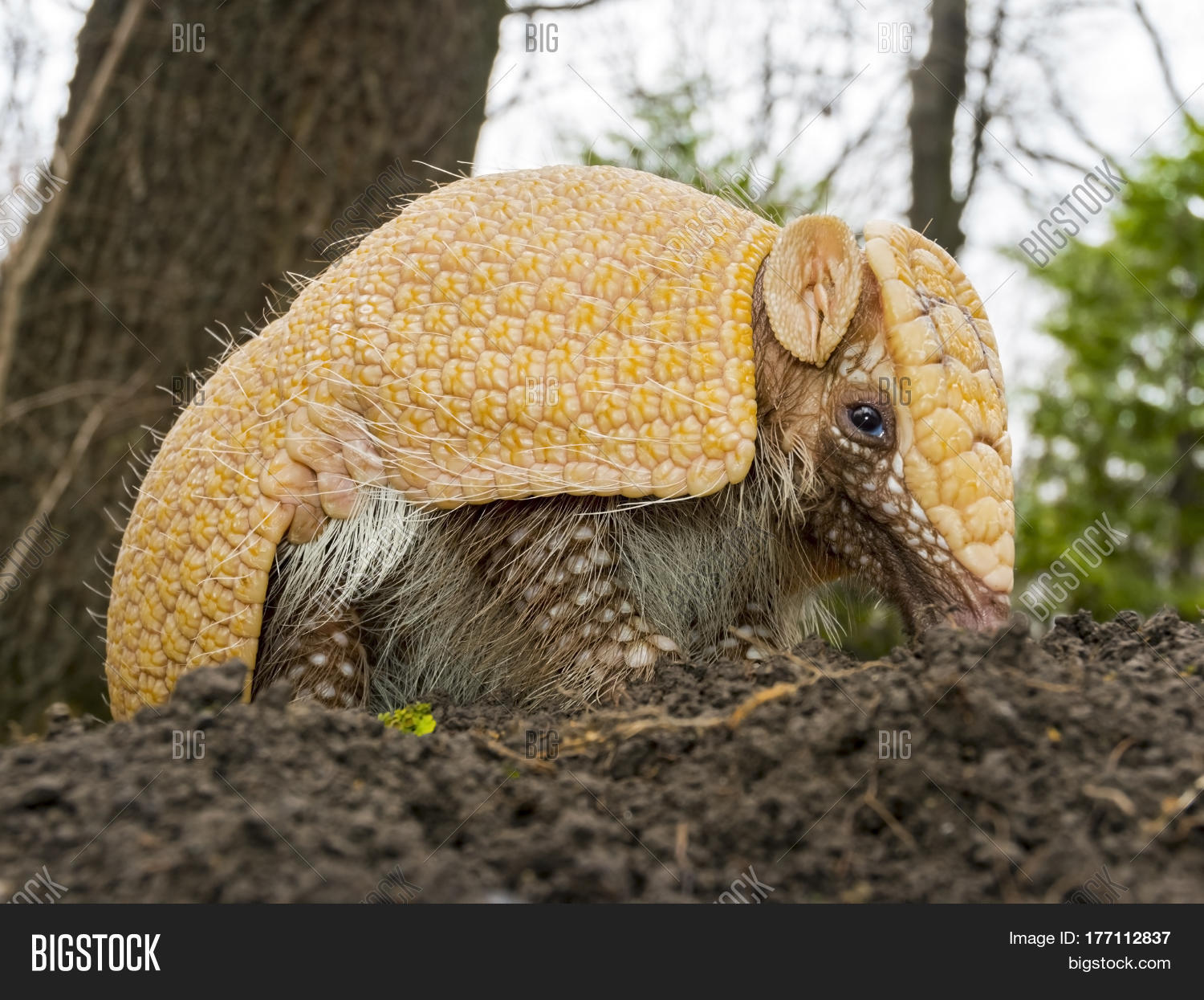 Southern Threebanded Image & Photo (Free Trial) Bigstock