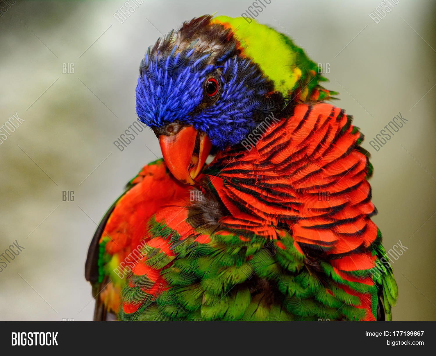 Image Preview