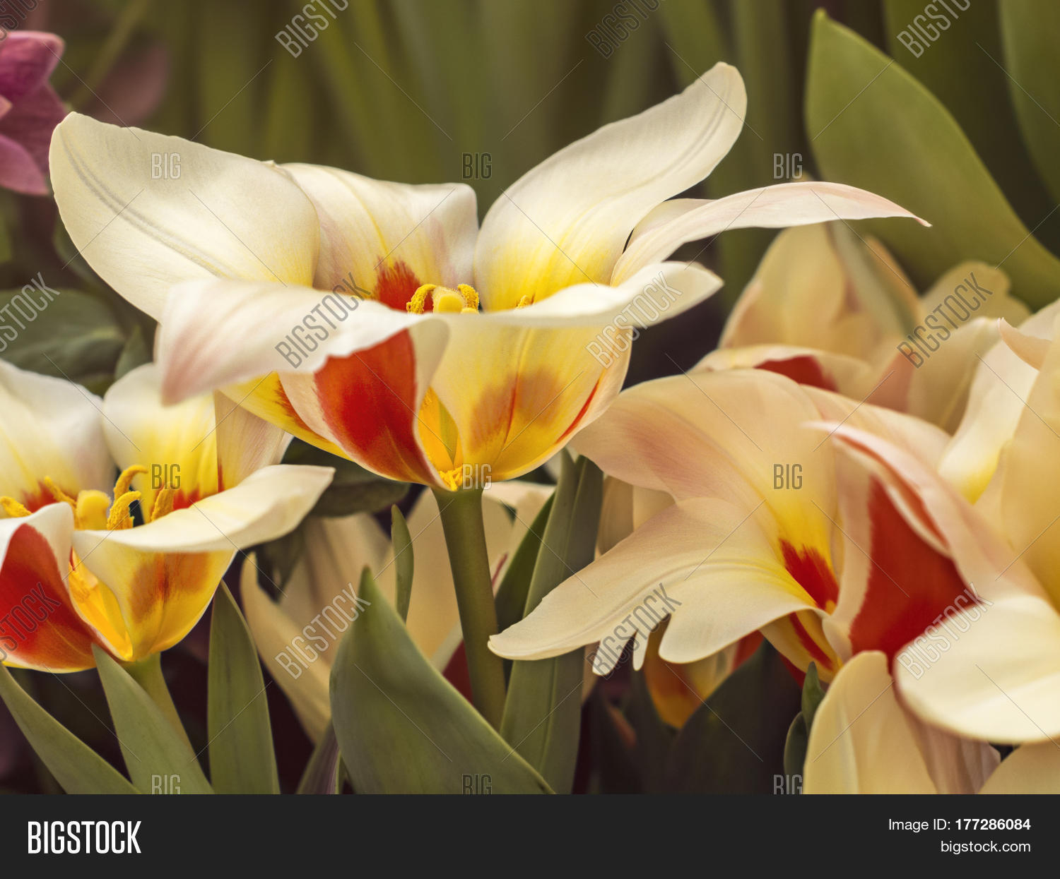 Image Preview