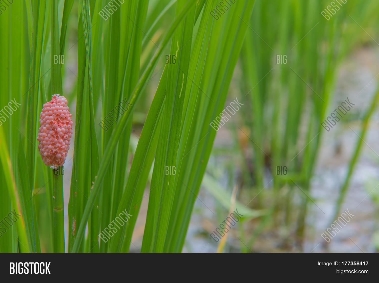 Egg Golden Applesnail Image Photo Free Trial Bigstock
