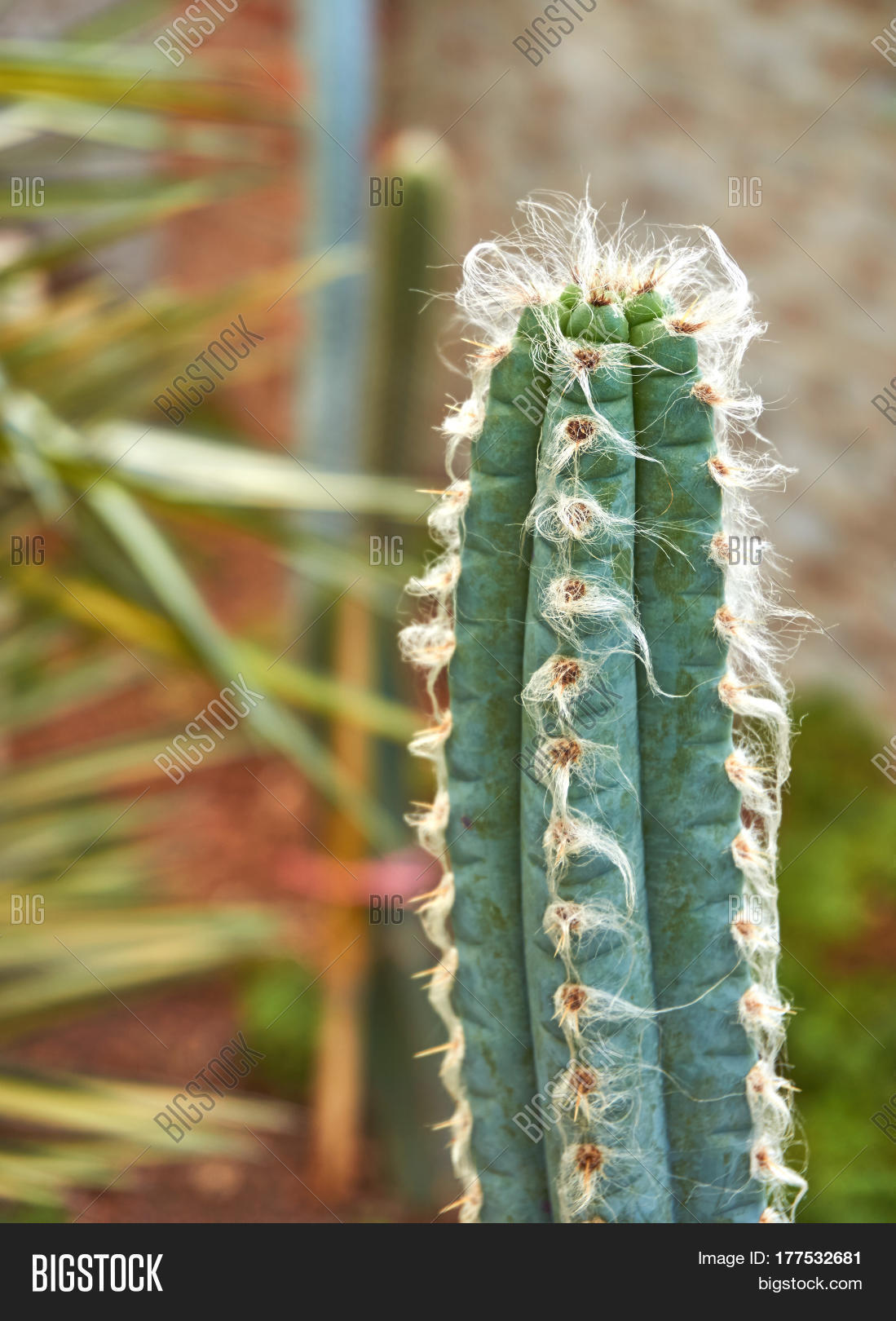 Image Preview