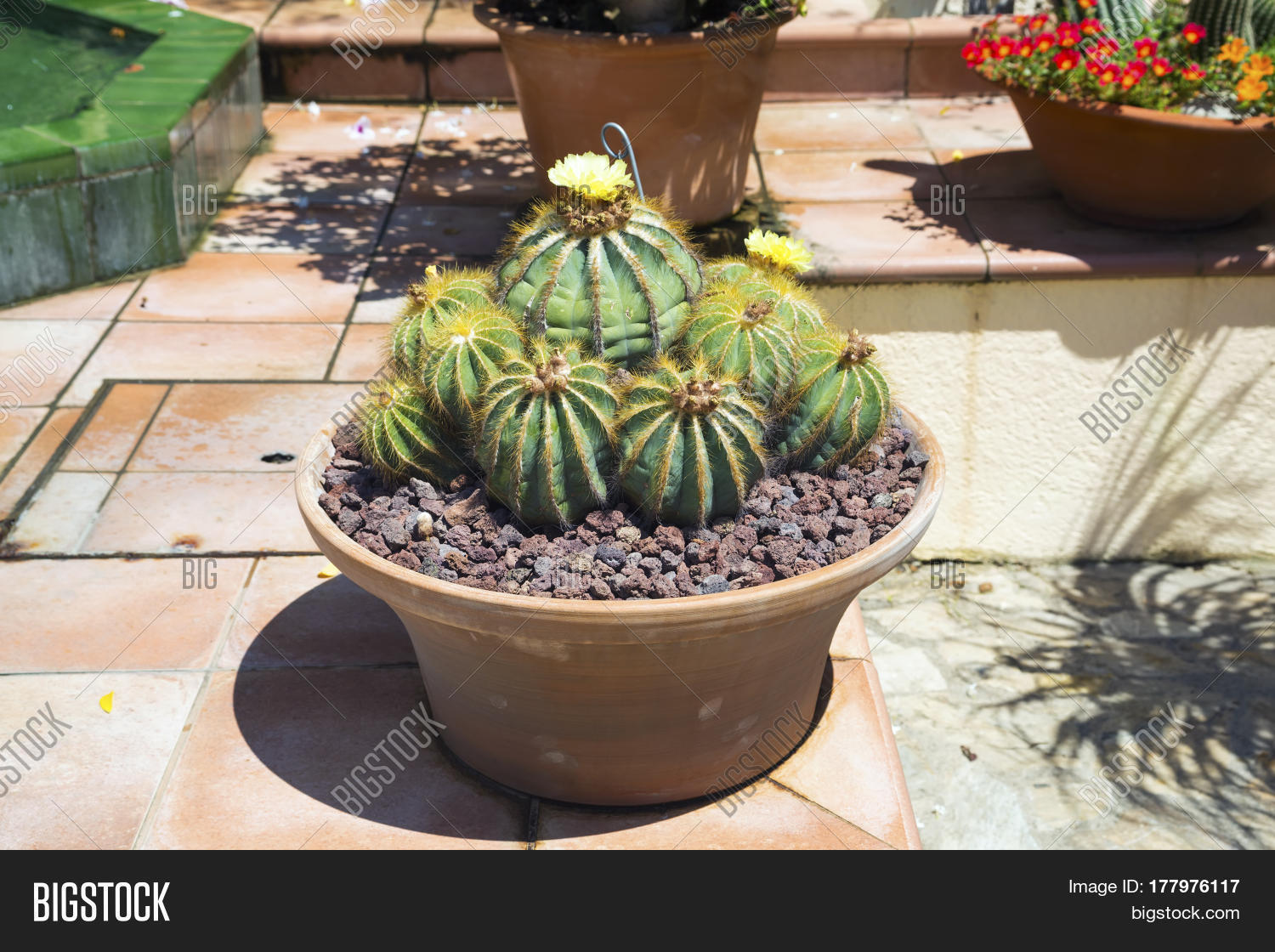 Image Preview