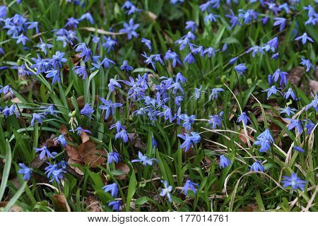 Scilla / Scilla - Early spring flowers .