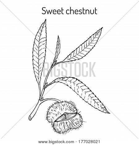 Sweet chestnut Castanea sativa . Hand drawn botanical vector illustration