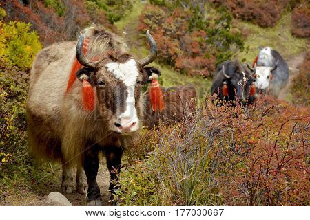 Several yaks passing to the pasture in the himalayan mountains