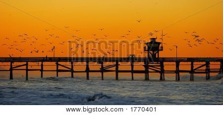 Scpierseagulls