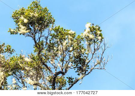 Smoke tree or Cotinus in Sri Lanka on blue sky background