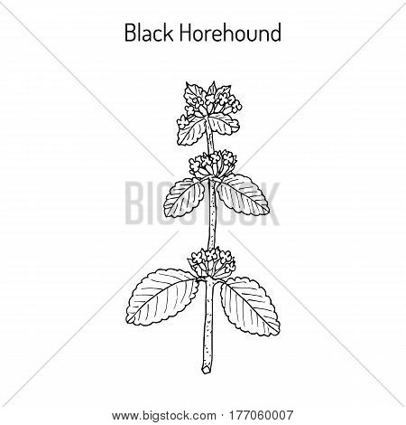 Black Horehound Ballota Nigra , Medicinal Plant