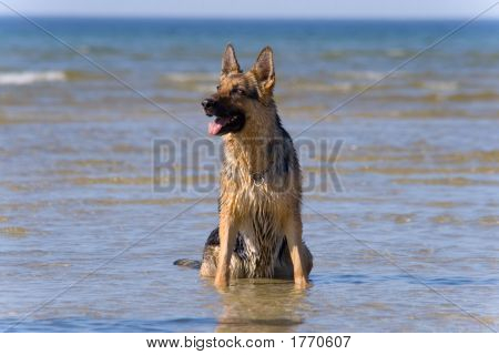 Cão pastor