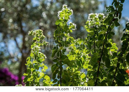 lemon melisse herbal for tea and cooking
