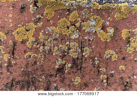 The yellow lichen Xanthoria calcicola on a red background.