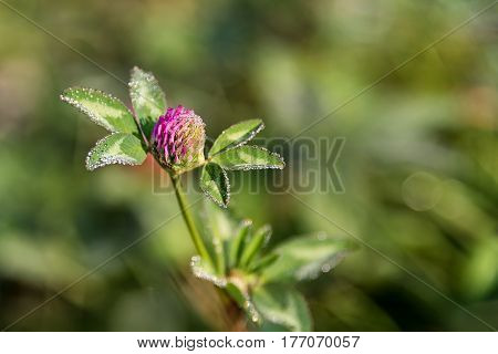 Flowering clover, trifolium pratense flower on the field.