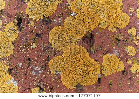 The yellow lichen Xanthoria calcicola on a red background.