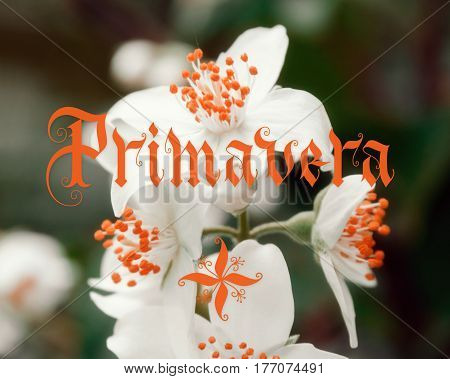 Primavera hand lettering with flowers on background. Parallel pen calligraphy