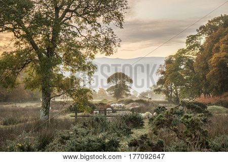 Stunning Winter Foggy Sunrise Over Countryside Around Crummock Water In Lake District England