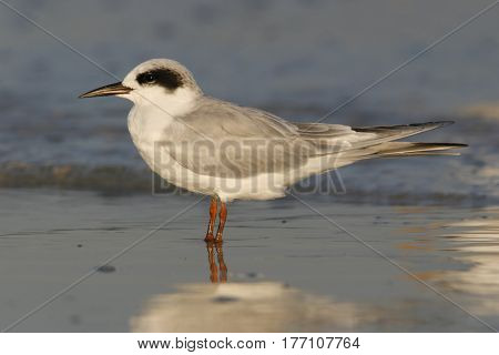 A Forster's Tern, Sterna forsteri in non-breeding plumage in winter on a beach in Florida