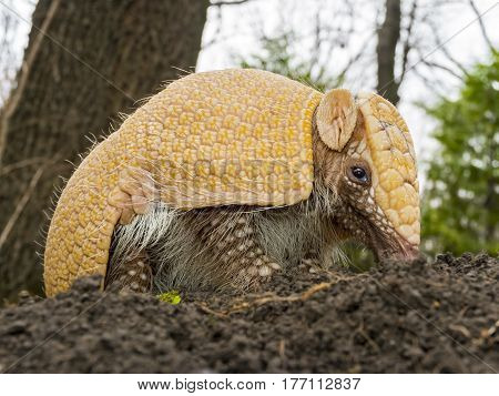 Southern three-banded armadillo - Tolypeutes matacus - on the ground