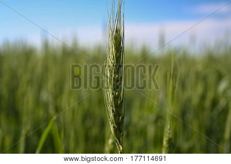 Field of spring wheat in the Kharkiv region of Ukraine. June 2007