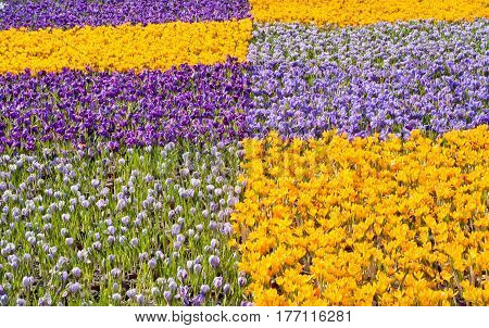Many Beautiful colorful crocuses in flower shop in spring