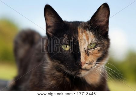Tortoiseshell cat outdoors