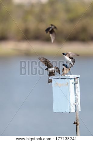 Blue Tree Swallow Bird, Tachycineta Bicolor
