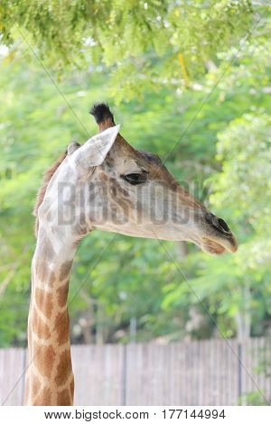 Head of a giraffe for extinction in wildlife concept.