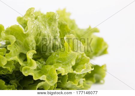 Fresh Lettuce closeup isolated on white background.