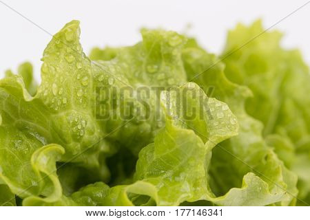 Fresh Lettuce closeup isolated on white background.