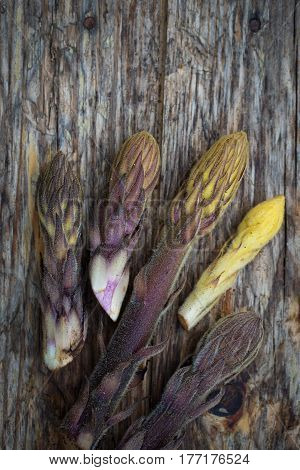 Bean Broomrape