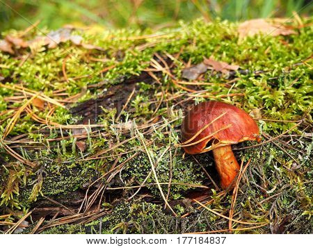 brown mossiness mushroom growing in pine forest