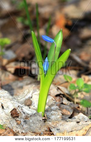 small spring flowers in forest - scilla bifolia