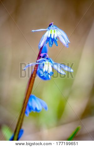 blue spring flowers - scilla bifolia