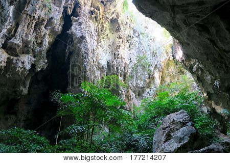 Jungle in a Cave at Khao Sam Roi Yot national Park Thailand