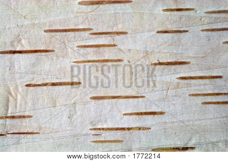 Birke Bark2